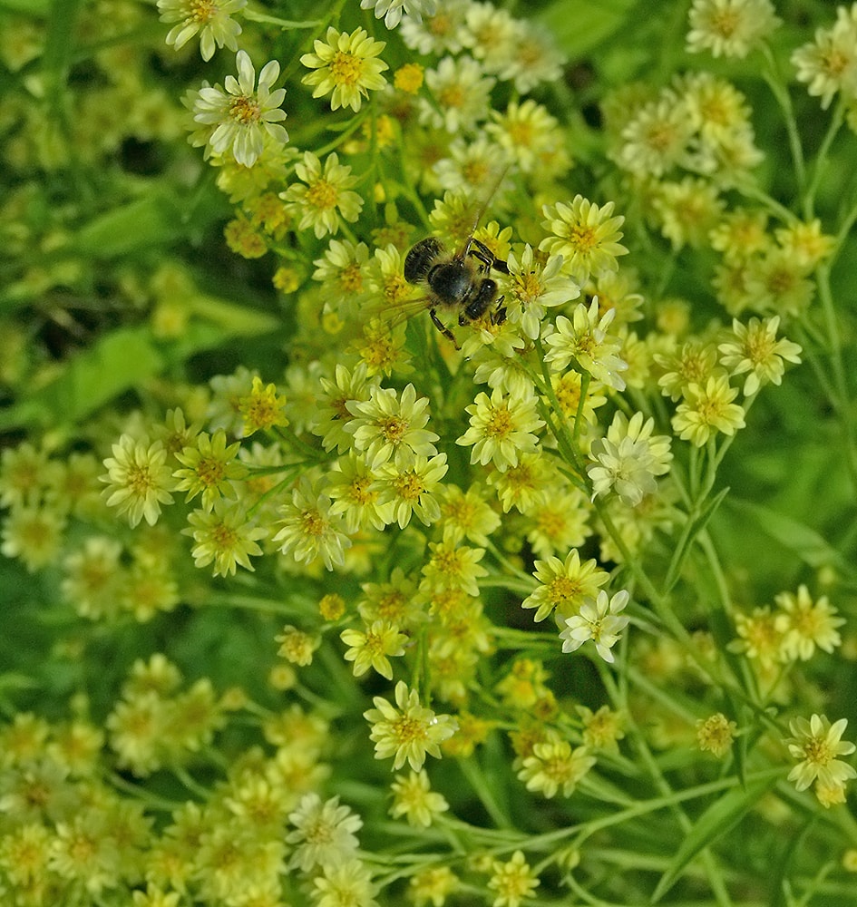 Изображение особи Solidago &times; lutea.