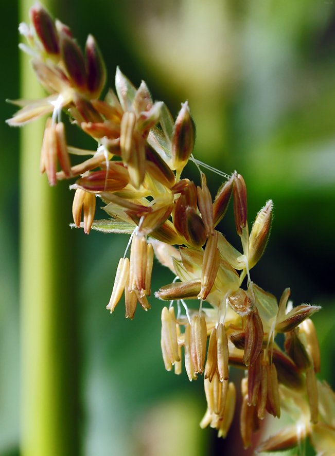 Image of Zea mays specimen.