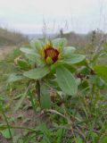 Gaillardia aristata