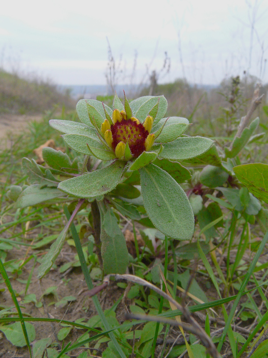 Изображение особи Gaillardia aristata.