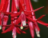 Fuchsia boliviana