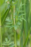 Thalictrum flavum. Часть побега. Ростовская обл., Аксайский р-н, окр. хут. Александровка, степной склон. 12.06.2016.