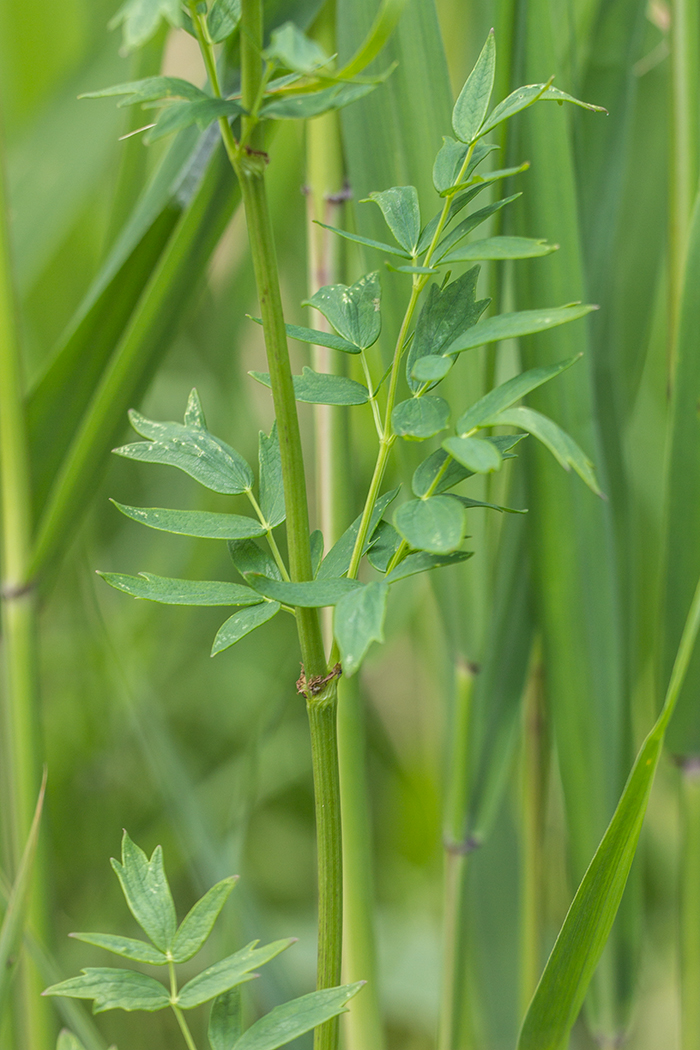 Image of Thalictrum flavum specimen.