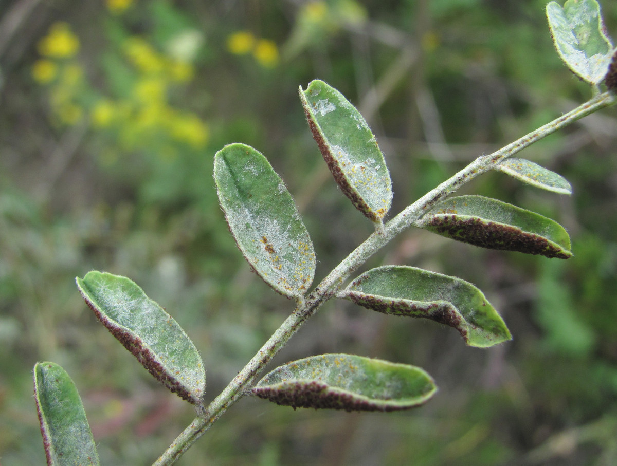 Image of Astragalus galegiformis specimen.