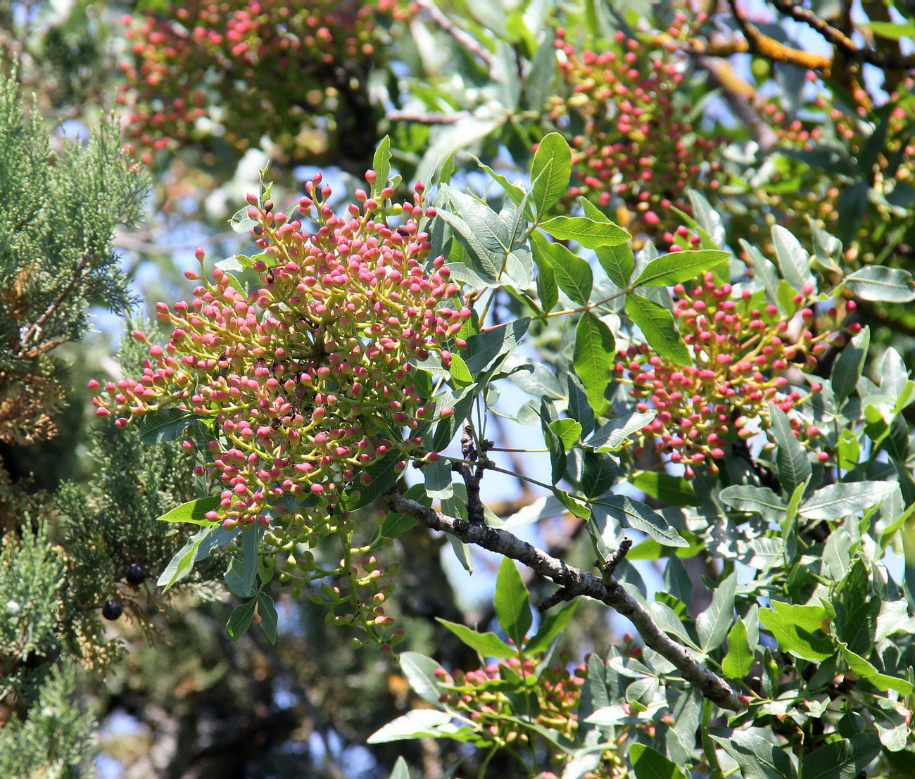 Image of Pistacia mutica specimen.