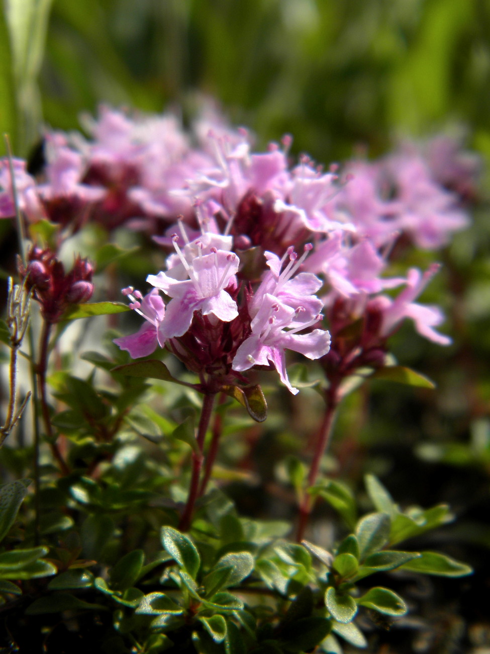 Изображение особи Thymus altaicus.