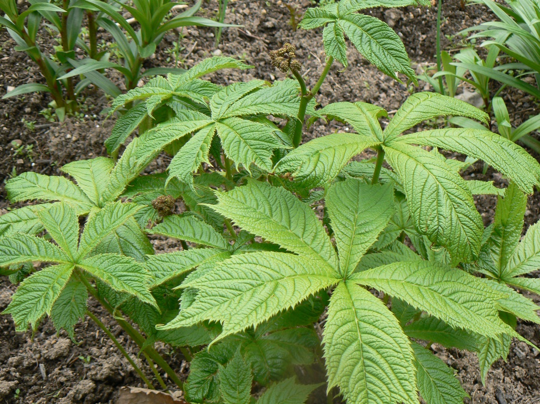 Изображение особи Rodgersia podophylla.