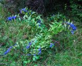 Gentiana asclepiadea