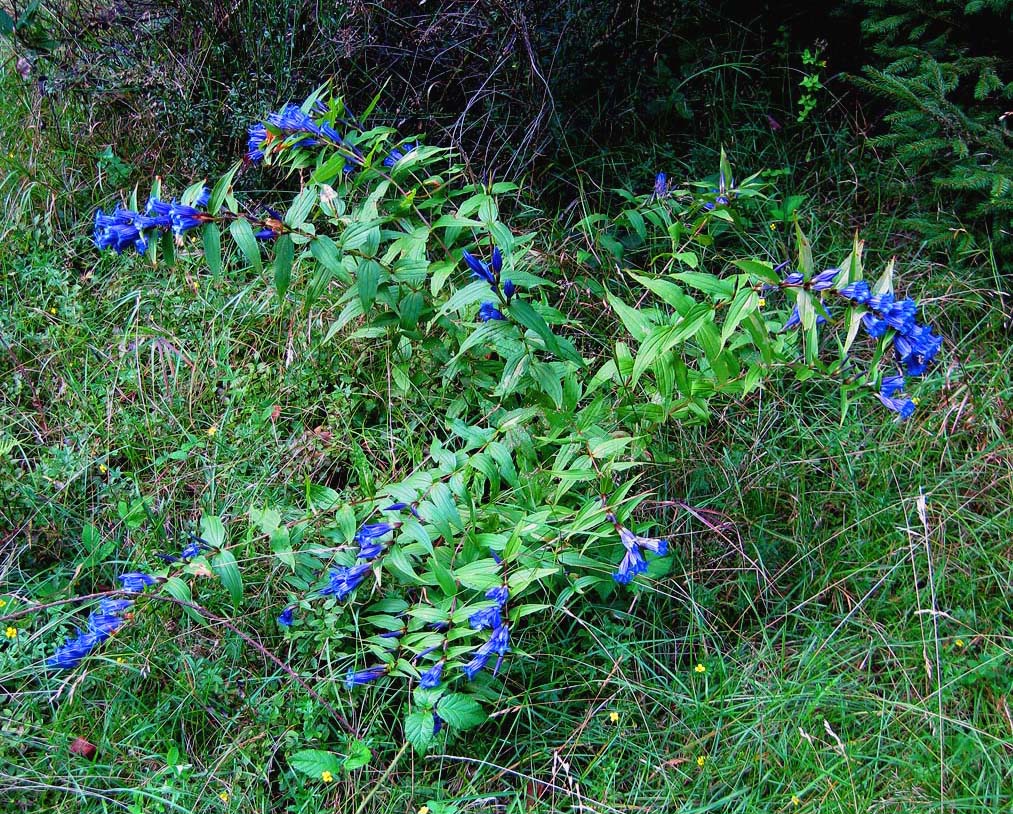 Image of Gentiana asclepiadea specimen.