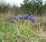 Muscari neglectum