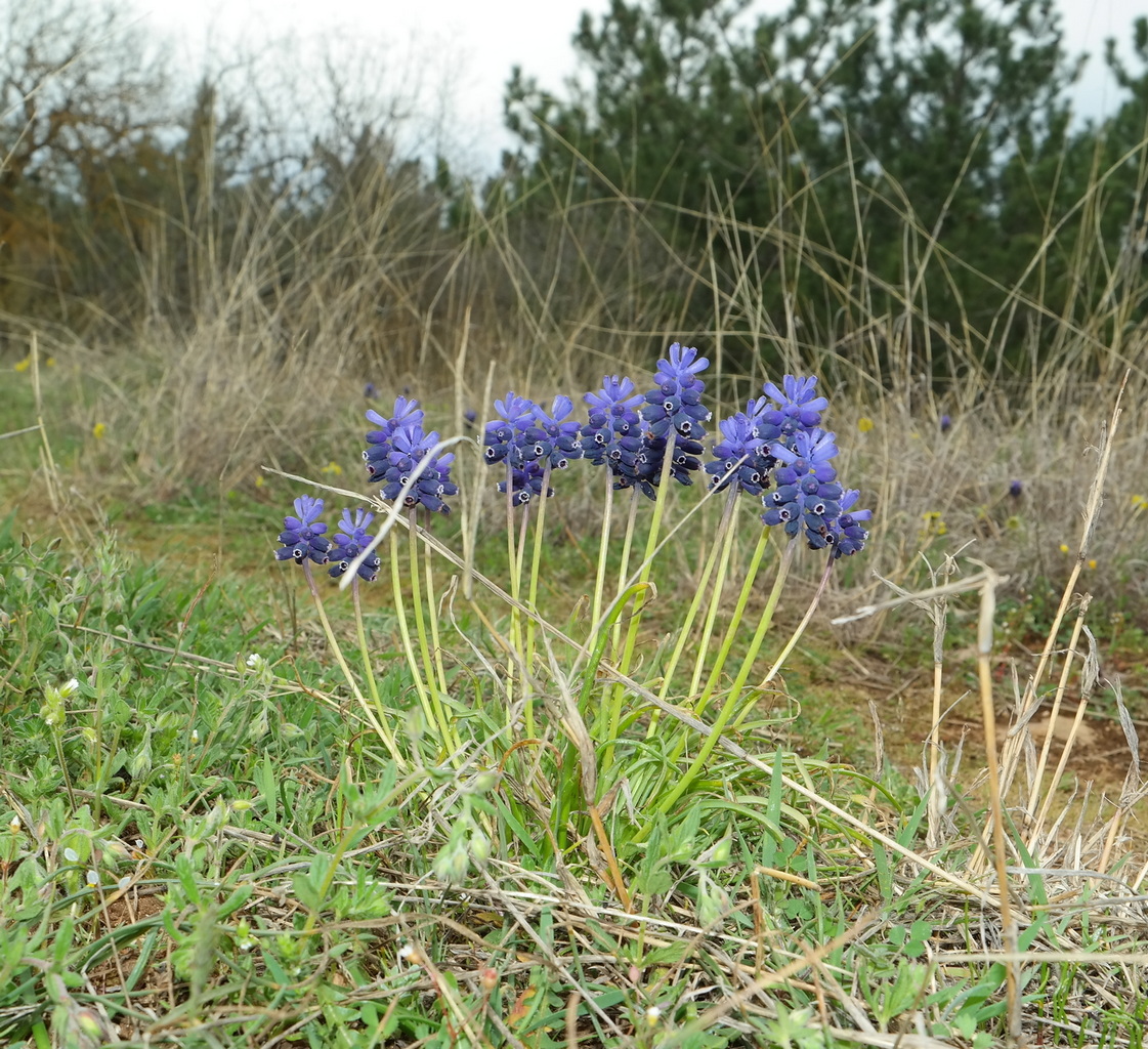 Image of Muscari neglectum specimen.