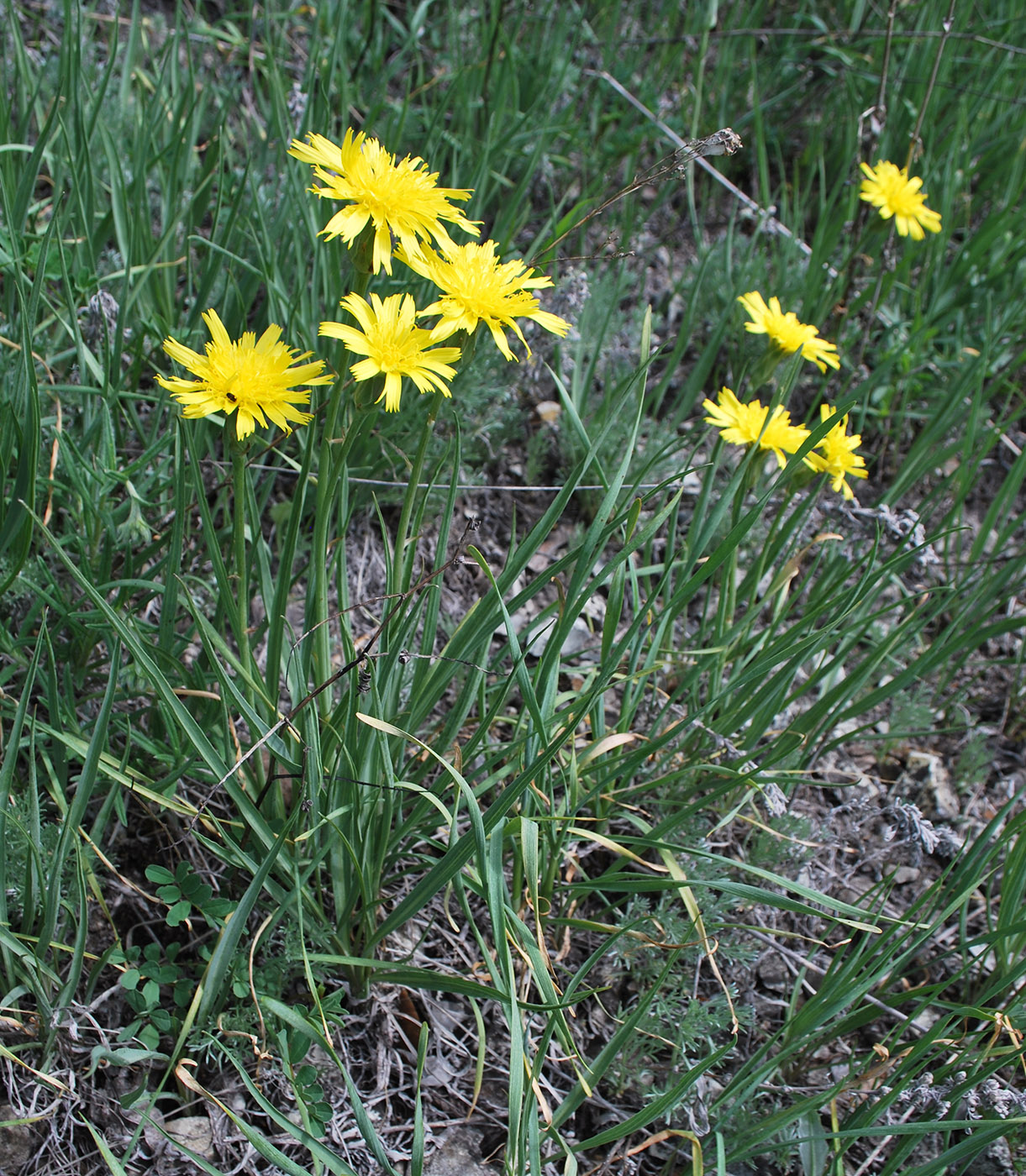 Изображение особи Scorzonera austriaca.