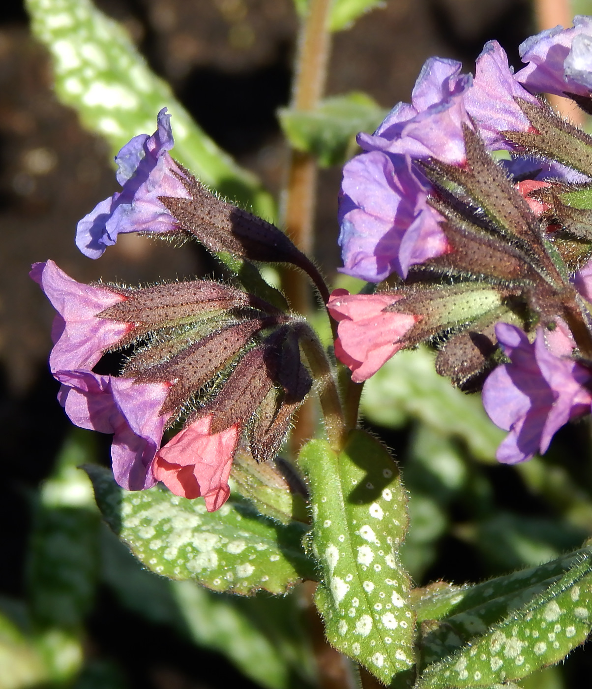 Изображение особи Pulmonaria saccharata.