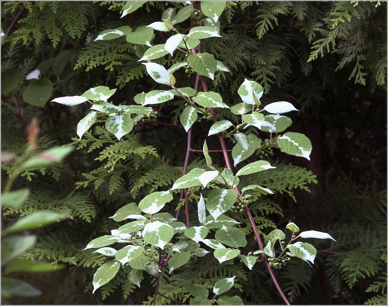 Изображение особи Actinidia kolomikta.