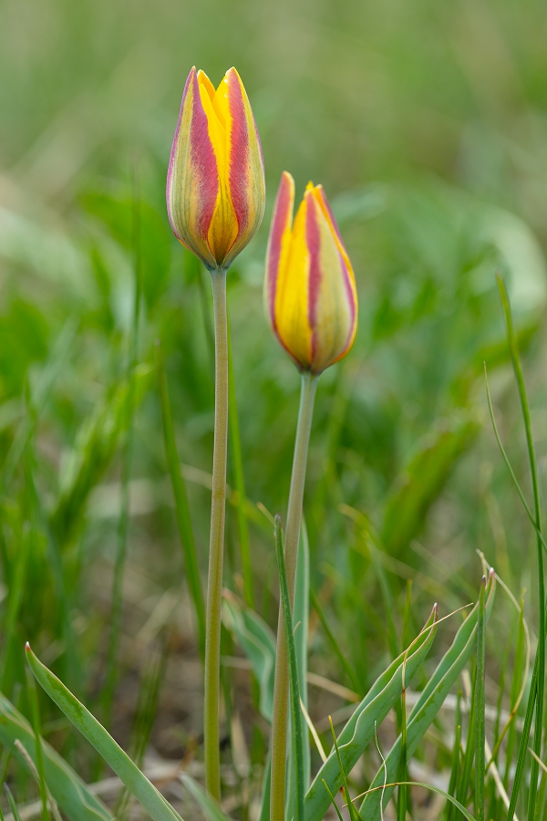 Изображение особи Tulipa tetraphylla.
