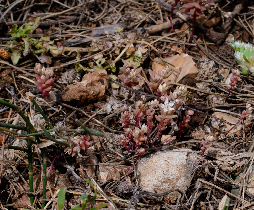 Image of Sedum rubens specimen.