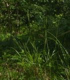 Calamagrostis arundinacea