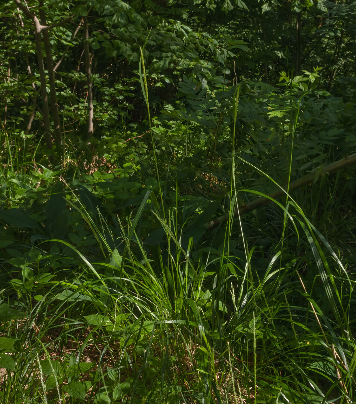 Image of Calamagrostis arundinacea specimen.