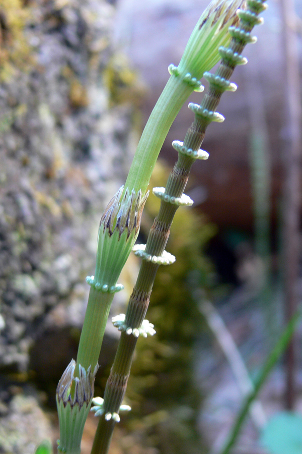 Image of Equisetum pratense specimen.