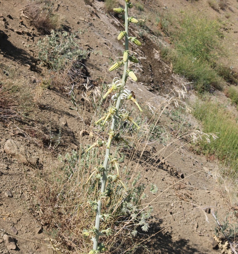 Image of Michauxia laevigata specimen.