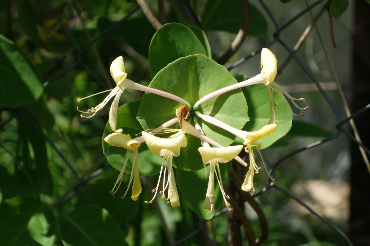 Изображение особи Lonicera caprifolium.