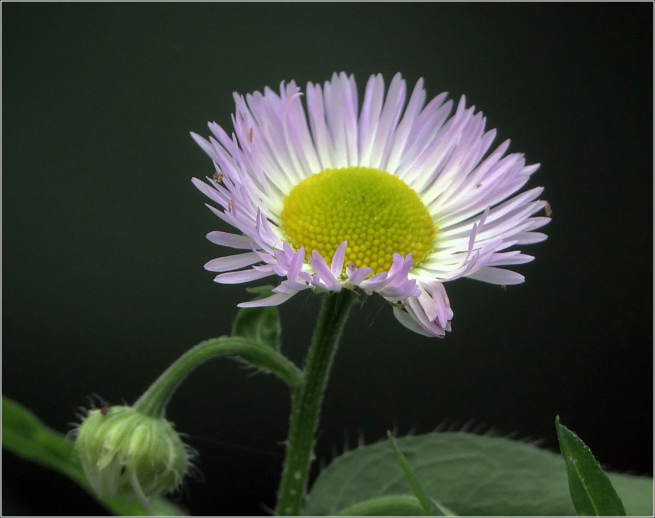 Изображение особи Erigeron annuus ssp. lilacinus.