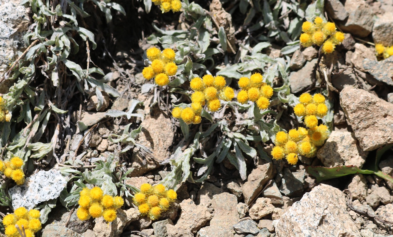 Изображение особи Helichrysum pallasii.