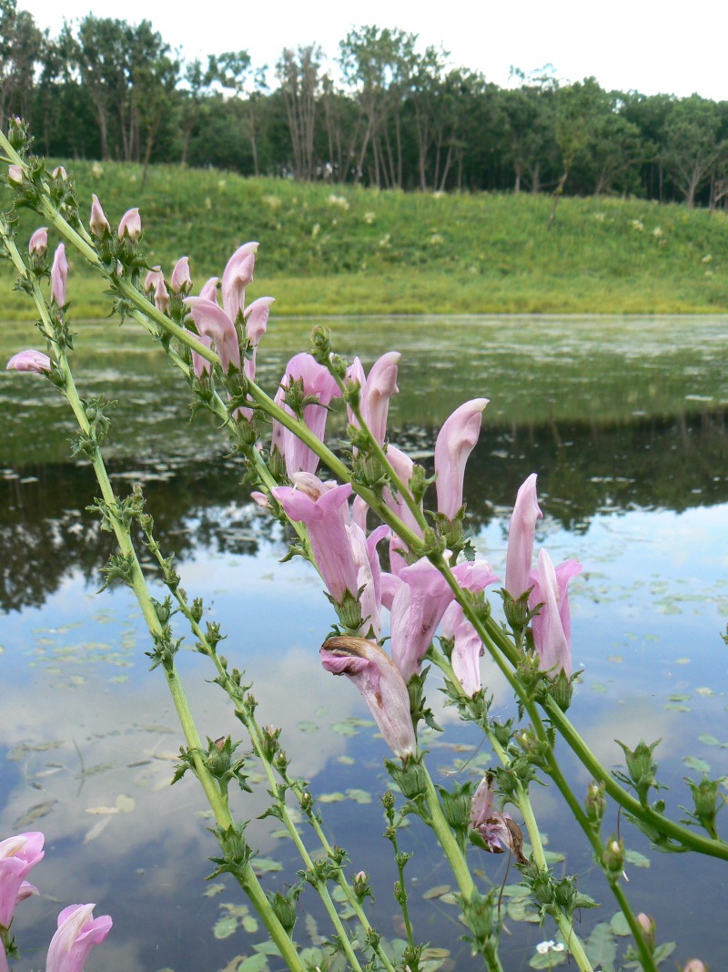 Изображение особи Pedicularis grandiflora.