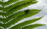 Matteuccia struthiopteris. Часть вайи (вид с абаксиальной стороны) с сидящим клопом. Свердловская обл., Красноуфимский округ, Усть-Машский сельский совет, окр. дер. Русский Усть-Маш, кромка обрывистого берега р. Уфа. 13 июня 2021 г.