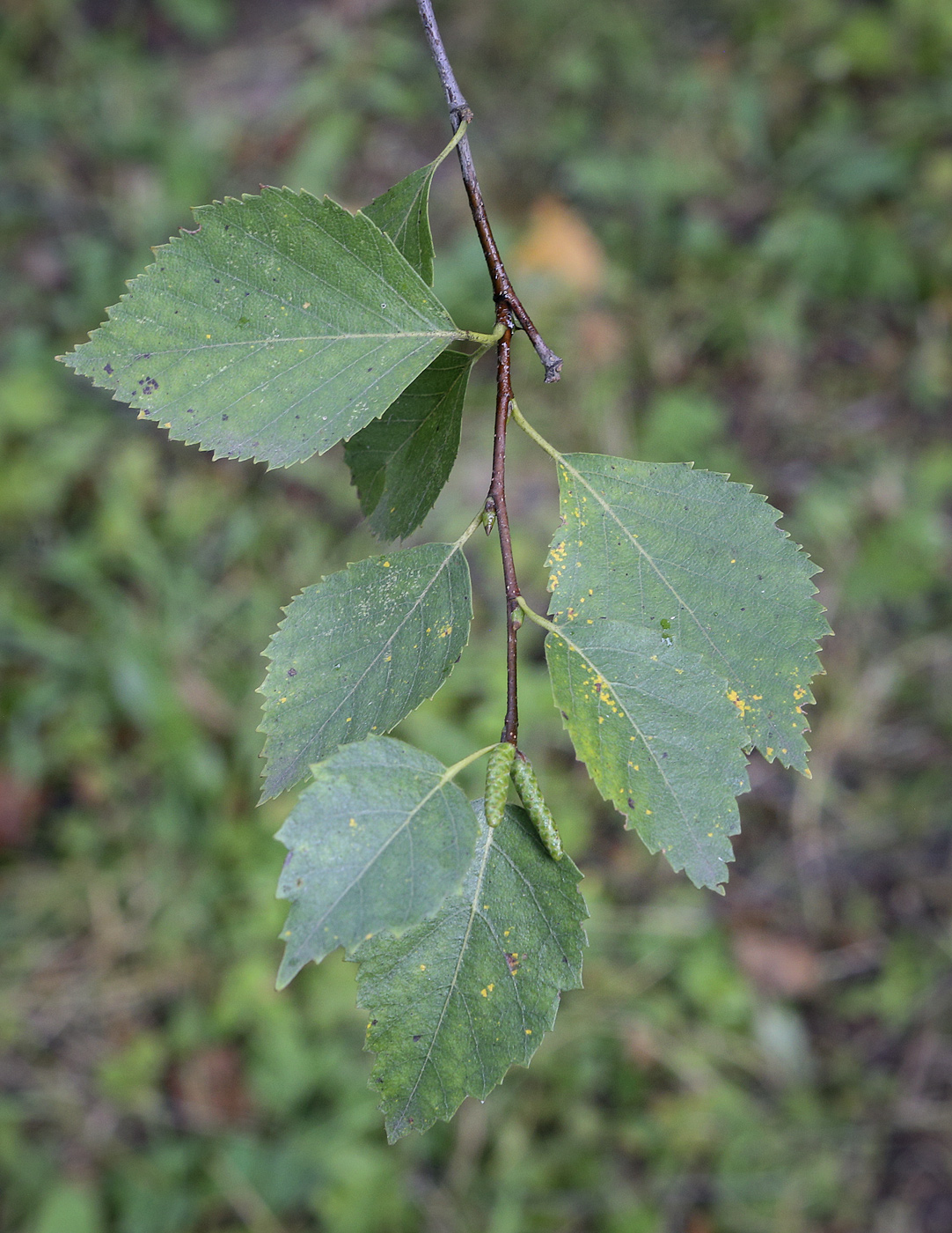 Image of genus Betula specimen.