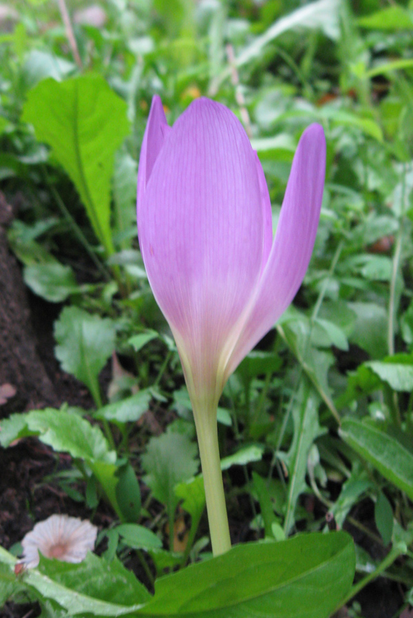 Изображение особи Colchicum speciosum.