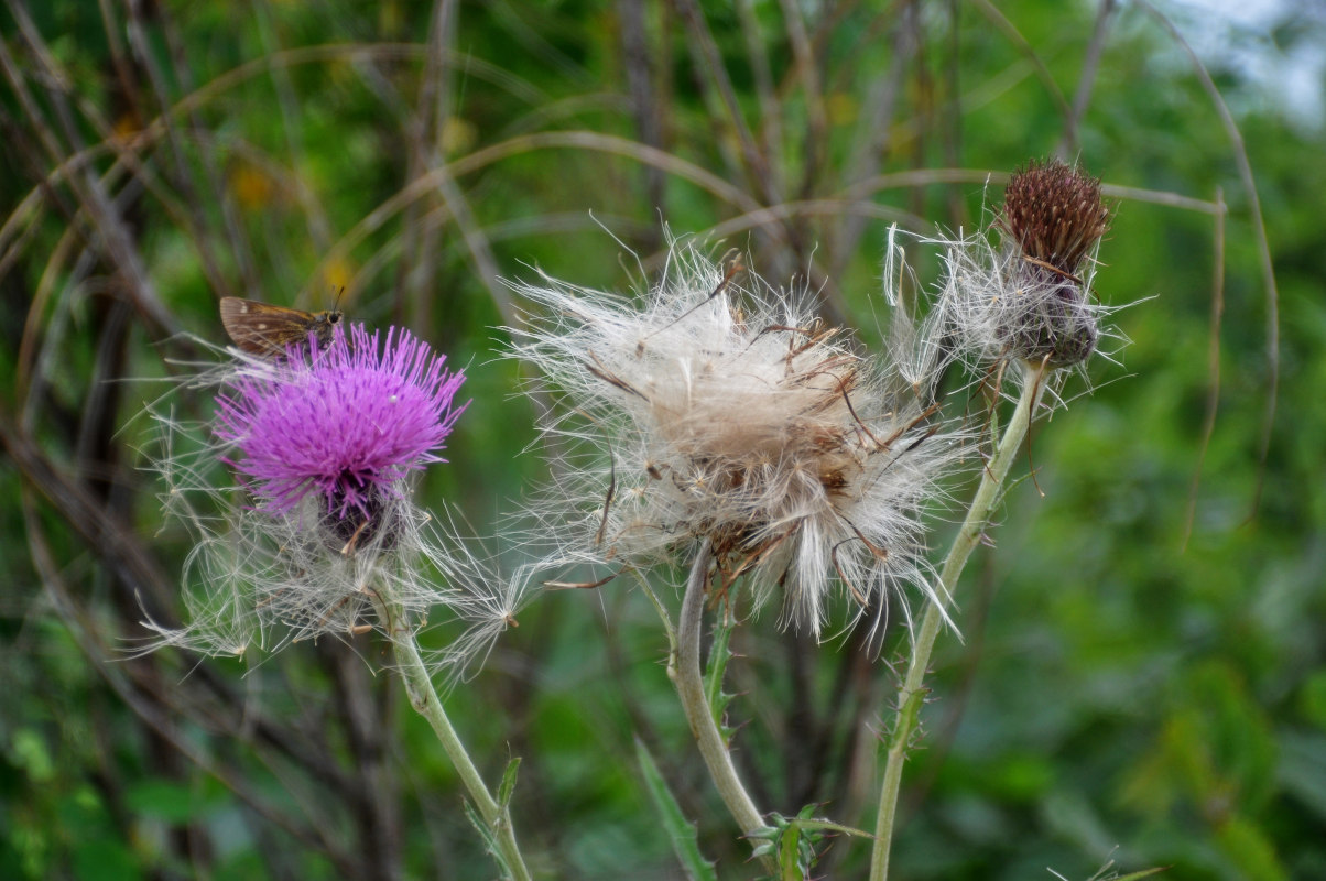 Изображение особи Cirsium maackii.