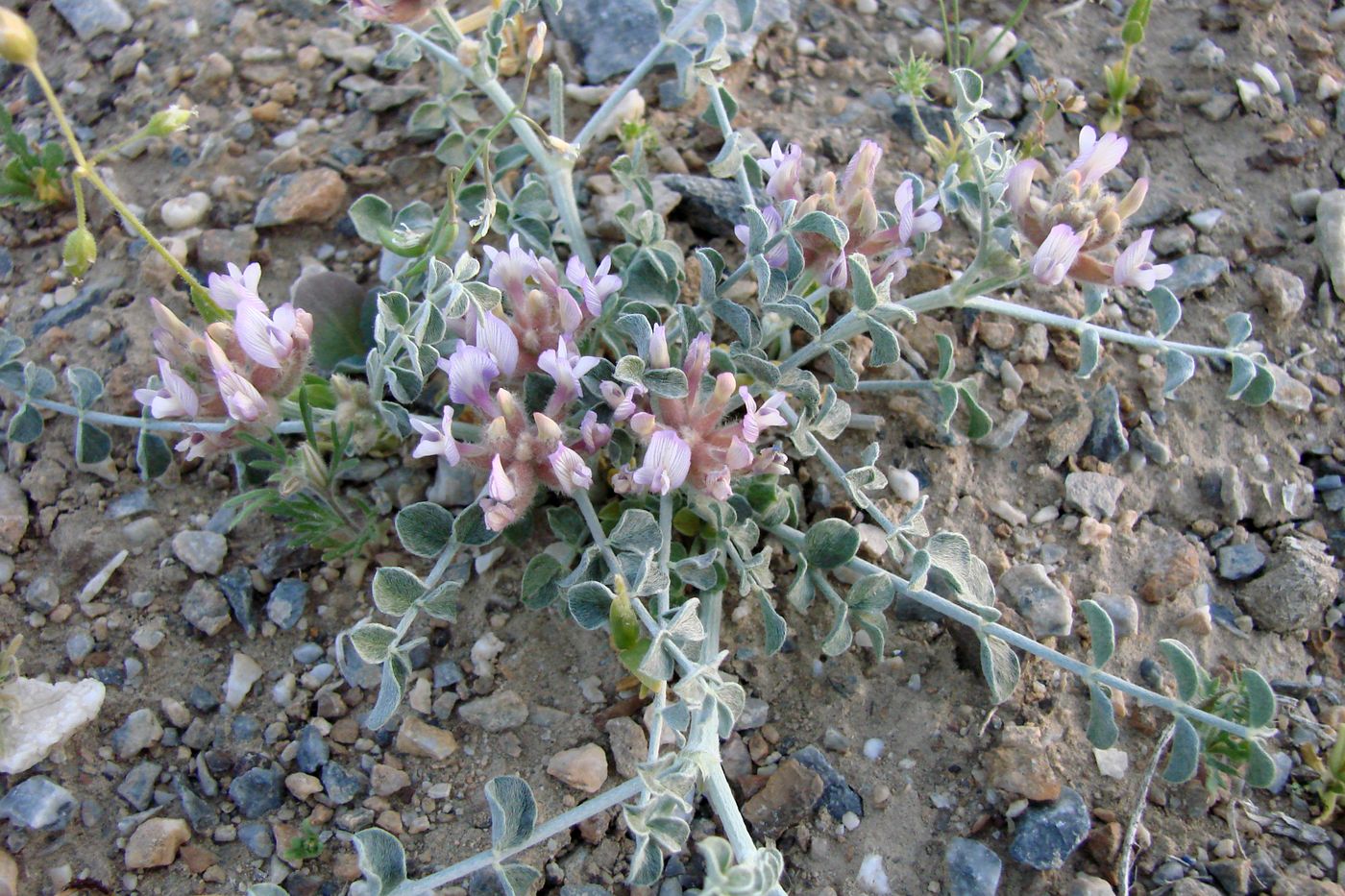 Image of Astragalus ammotrophus specimen.