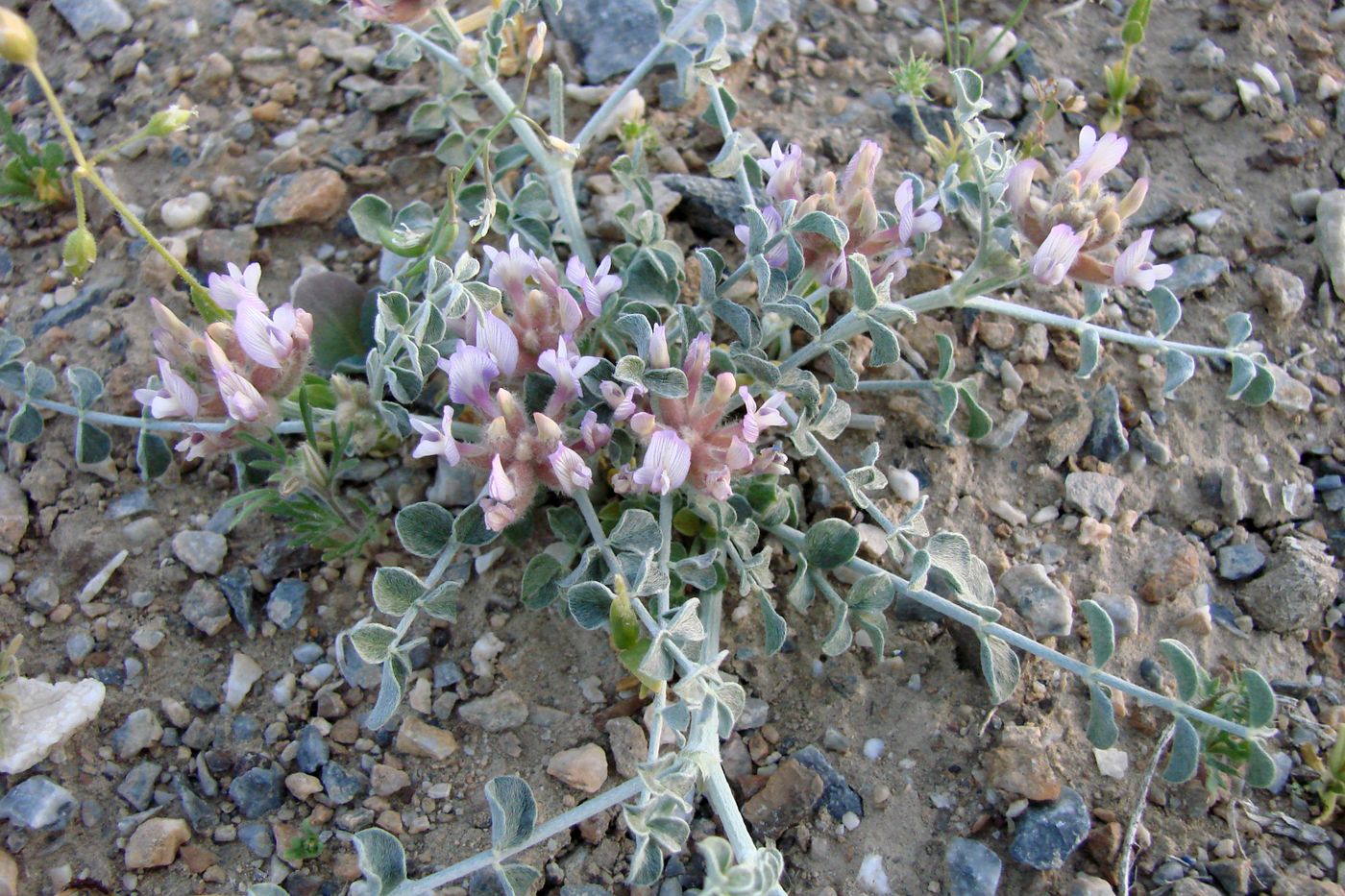 Изображение особи Astragalus ammotrophus.