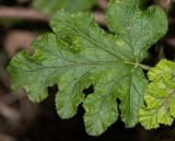 Pelargonium quercifolium
