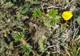 genus Potentilla. Цветущее растение на мелу, 1850 м н.у.м. Азербайджан, Дашкесанский р-н, с. Хачбулак. 16.04.2010.