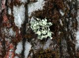 genus Ramalina