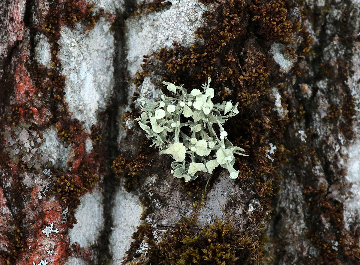 Image of genus Ramalina specimen.