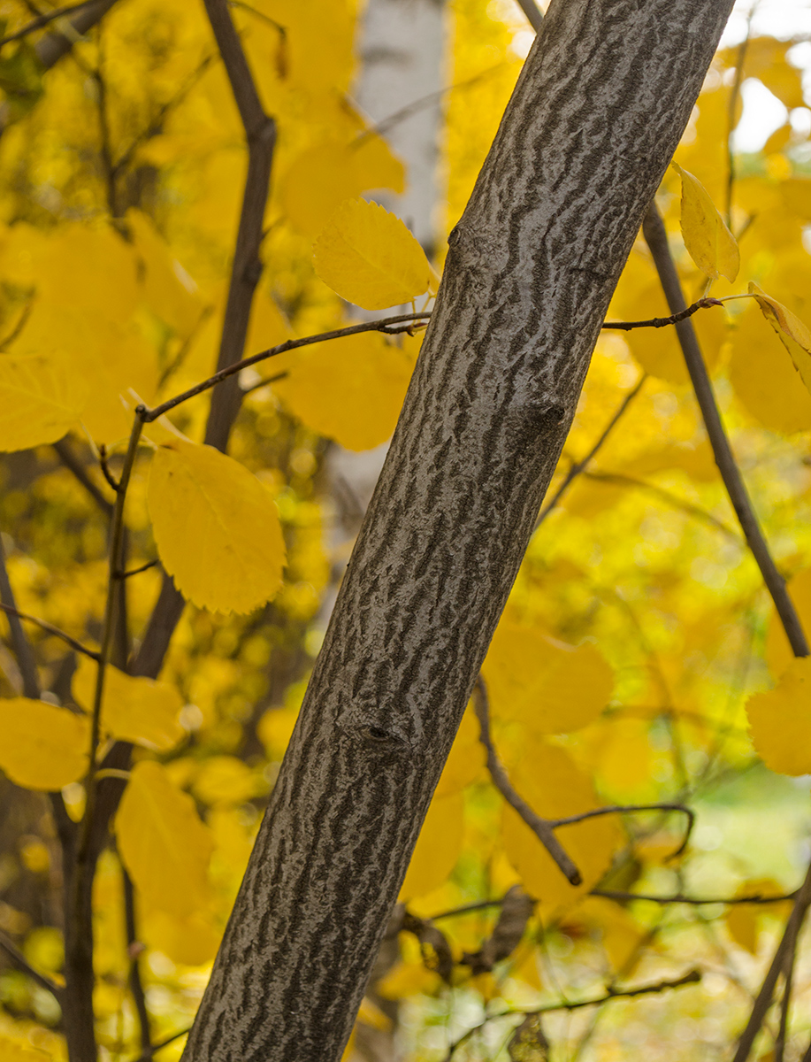 Изображение особи Amelanchier alnifolia.