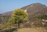 Acacia dealbata. Цветущее дерево. Абхазия, окр. г. Новый Афон, Армянское ущелье. 18.02.2022.
