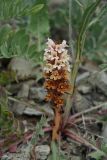 Orobanche centaurina. Отцветающее растение. Крым, окр. Орджоникидзе, мыс Киик-Атлама, глинистый склон. 3 июня 2021 г.