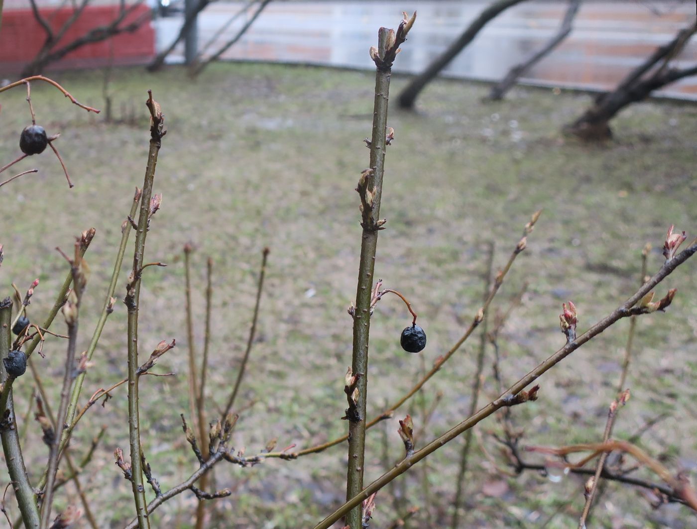 Image of Cotoneaster lucidus specimen.