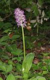 Orchis purpurea ssp. caucasica