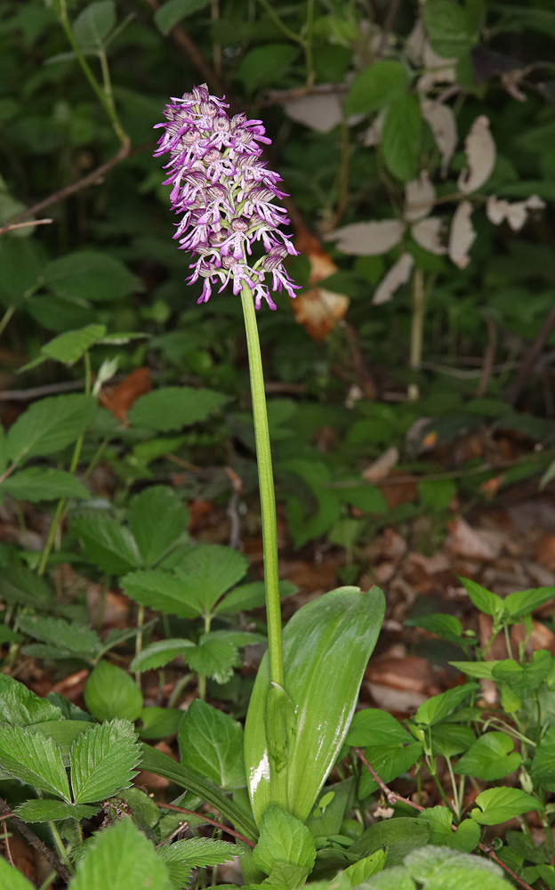 Image of Orchis purpurea ssp. caucasica specimen.