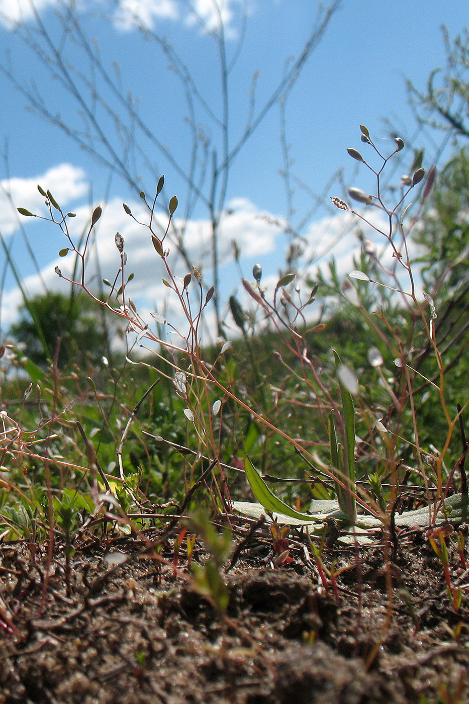 Image of Erophila verna specimen.