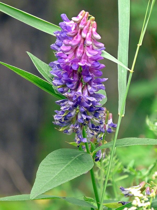 Image of Vicia unijuga specimen.