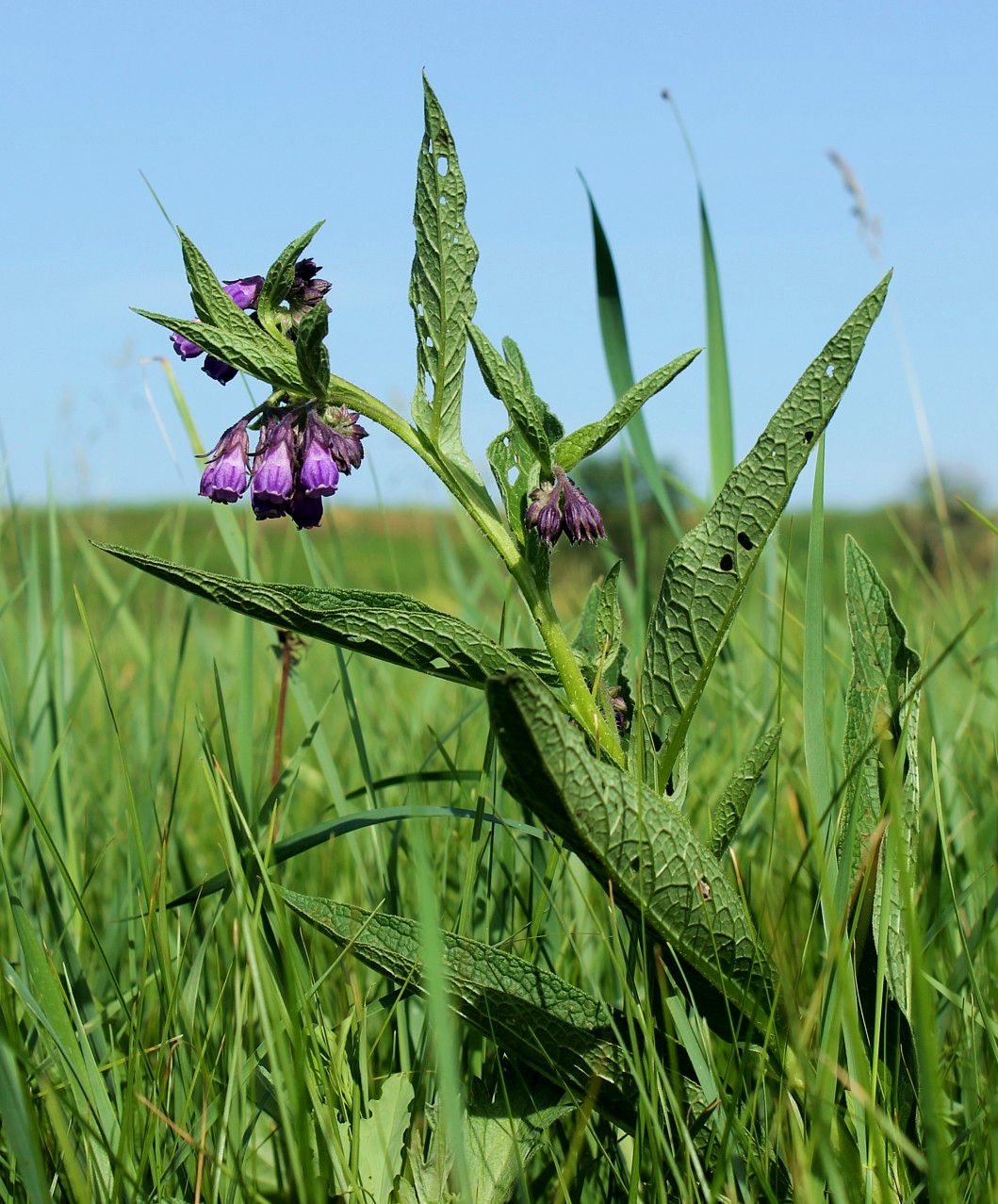 Image of Symphytum officinale specimen.