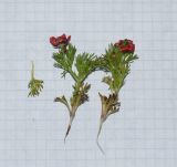 Adonis microcarpa