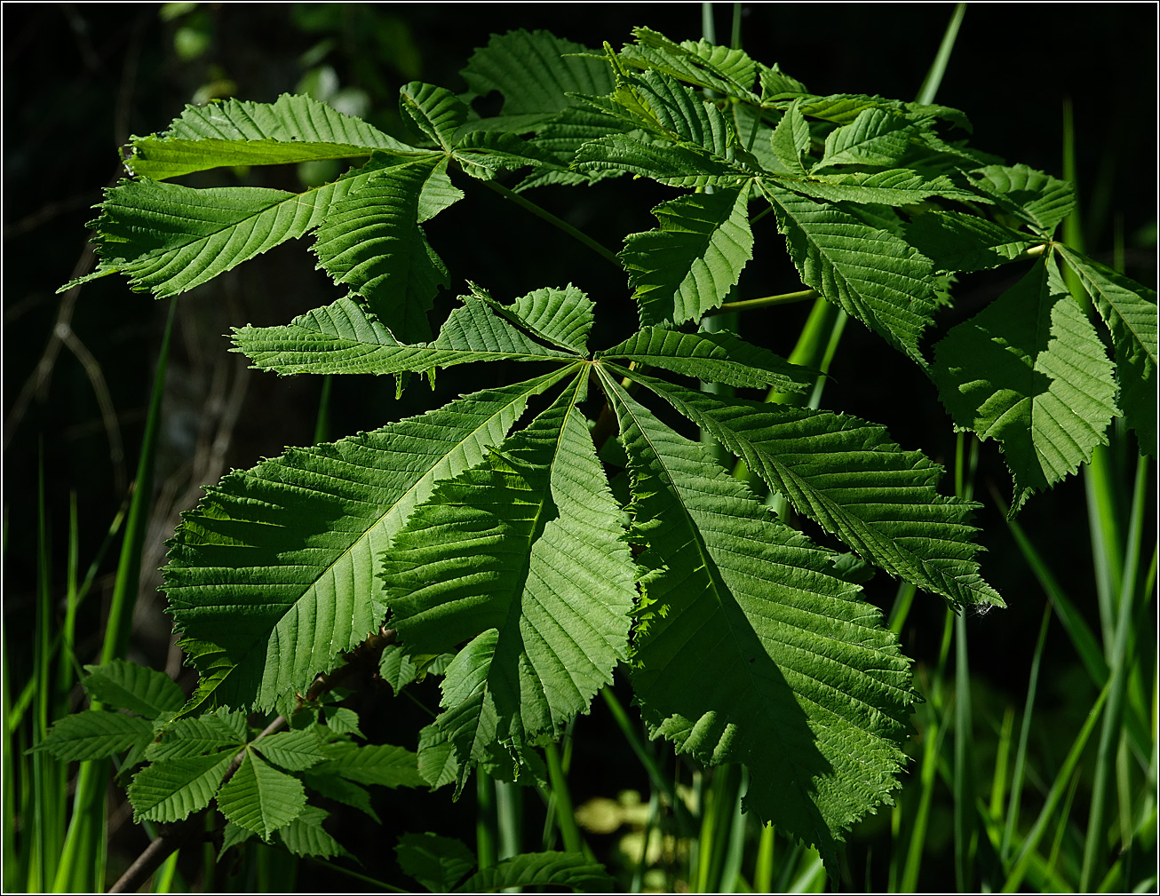 Image of Aesculus hippocastanum specimen.