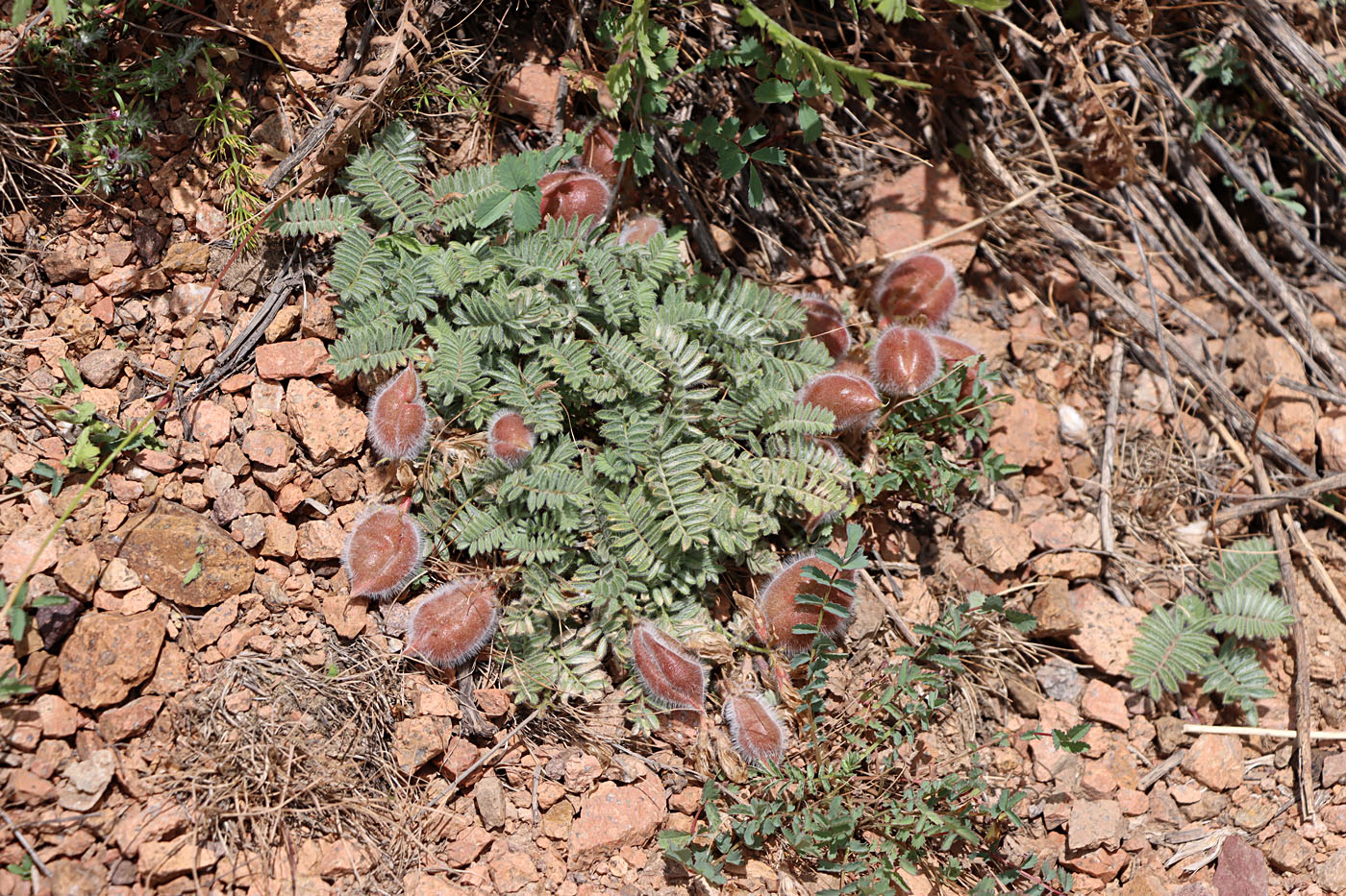 Image of Oxytropis fedtschenkoana specimen.